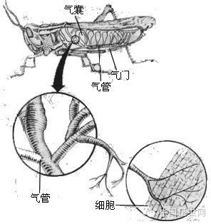 消化系统手绘
